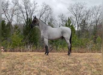 Tennessee walking horse, Caballo castrado, 9 años, 147 cm, Ruano azulado