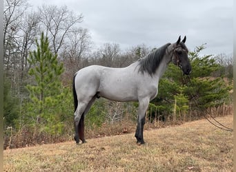 Tennessee walking horse, Caballo castrado, 9 años, 147 cm, Ruano azulado