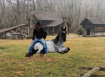 Tennessee walking horse, Caballo castrado, 9 años, 147 cm, Ruano azulado