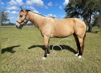 Tennessee walking horse, Caballo castrado, 9 años, 152 cm, Buckskin/Bayo