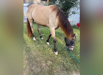 Tennessee walking horse, Caballo castrado, 9 años, 152 cm, Buckskin/Bayo