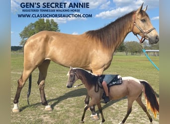 Tennessee walking horse, Caballo castrado, 9 años, 152 cm, Buckskin/Bayo