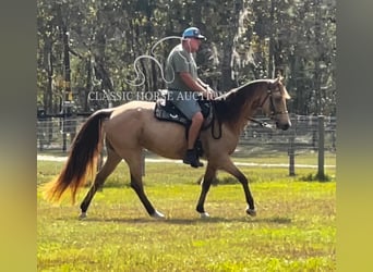 Tennessee walking horse, Caballo castrado, 9 años, 152 cm, Buckskin/Bayo