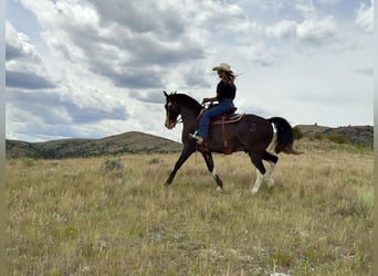 Tennessee walking horse, Caballo castrado, 9 años, 152 cm, Sabino