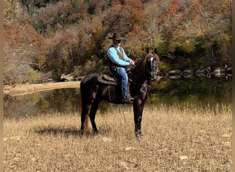 Tennessee walking horse, Caballo castrado, 9 años, 155 cm, Castaño