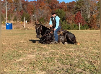 Tennessee walking horse, Caballo castrado, 9 años, 155 cm, Castaño