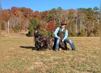 Tennessee walking horse, Caballo castrado, 9 años, 155 cm, Castaño