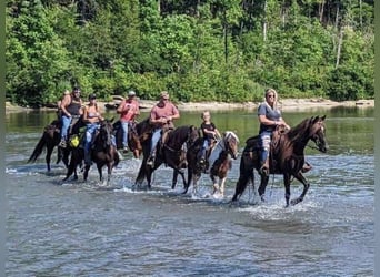 Tennessee walking horse, Caballo castrado, 9 años, 155 cm, Castaño