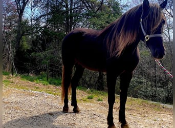 Tennessee walking horse, Caballo castrado, 9 años, 155 cm, Castaño