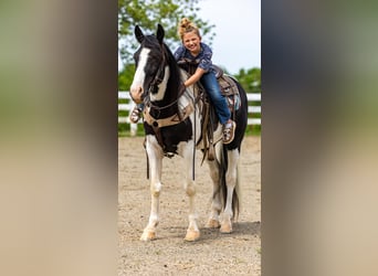 Tennessee walking horse, Caballo castrado, 9 años, 155 cm, Tobiano-todas las-capas
