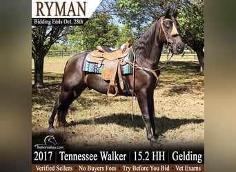 Tennessee walking horse, Caballo castrado, 9 años, 157 cm, Negro