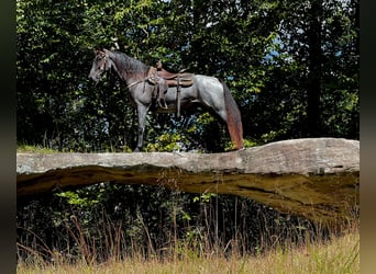 Tennessee walking horse, Caballo castrado, 9 años, 160 cm, Ruano azulado