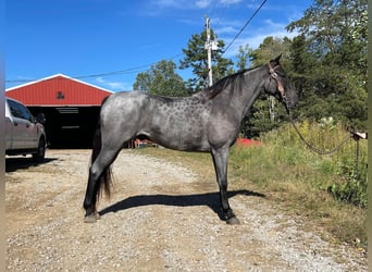 Tennessee walking horse, Caballo castrado, 9 años, 160 cm, Ruano azulado