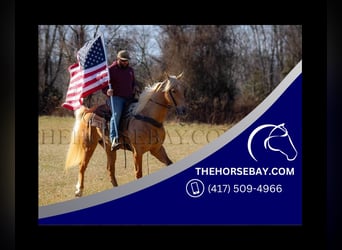 Tennessee walking horse, Caballo castrado, 9 años, 163 cm, Palomino
