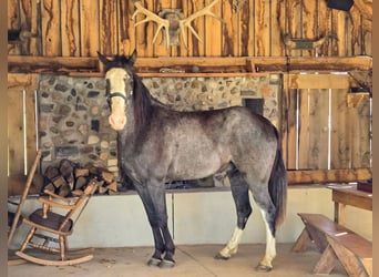 Tennessee walking horse, Caballo castrado, 9 años, 163 cm, Sabino