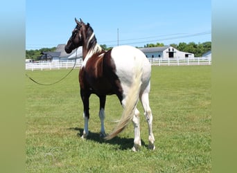 Tennessee walking horse, Caballo castrado, 9 años, 173 cm, Tobiano-todas las-capas