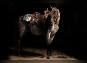 Tennessee walking horse, Caballo castrado, 9 años, Ruano azulado