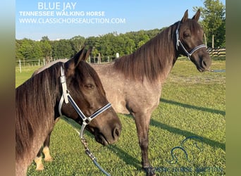 Tennessee Walking Horse, Castrone, 10 Anni, 142 cm, Roano blu