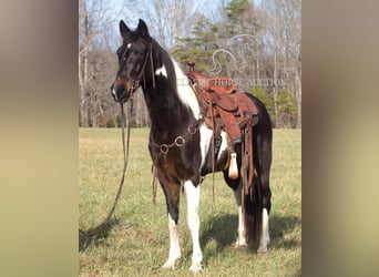 Tennessee Walking Horse, Castrone, 10 Anni, 142 cm, Tobiano-tutti i colori