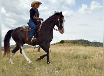 Tennessee Walking Horse, Castrone, 10 Anni, 152 cm, Morello