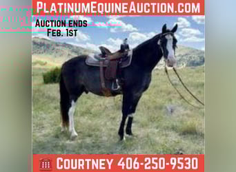 Tennessee Walking Horse, Castrone, 10 Anni, 152 cm, Morello