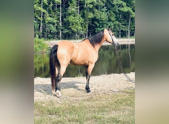 Tennessee Walking Horse, Castrone, 10 Anni, 152 cm, Pelle di daino