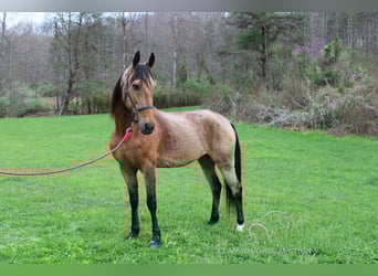 Tennessee Walking Horse, Castrone, 10 Anni, 152 cm, Pelle di daino