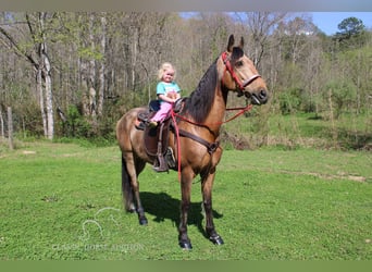 Tennessee Walking Horse, Castrone, 10 Anni, 152 cm, Pelle di daino