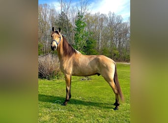 Tennessee Walking Horse, Castrone, 10 Anni, 152 cm, Pelle di daino
