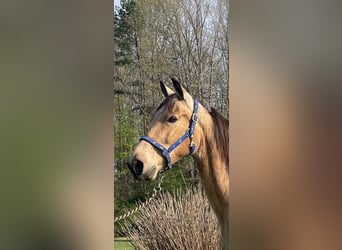 Tennessee Walking Horse, Castrone, 10 Anni, 152 cm, Pelle di daino