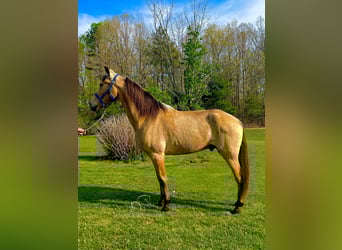 Tennessee Walking Horse, Castrone, 10 Anni, 152 cm, Pelle di daino