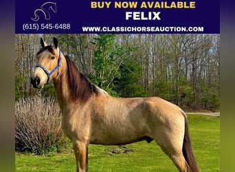 Tennessee Walking Horse, Castrone, 10 Anni, 152 cm, Pelle di daino