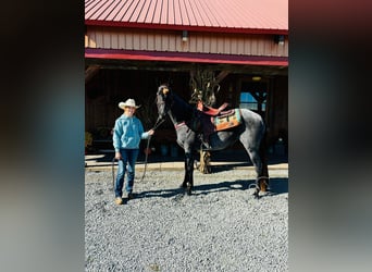 Tennessee Walking Horse, Castrone, 10 Anni, 152 cm, Roano blu