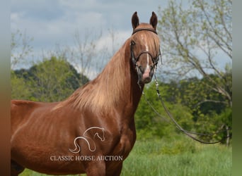 Tennessee Walking Horse, Castrone, 10 Anni, 152 cm, Sauro ciliegia