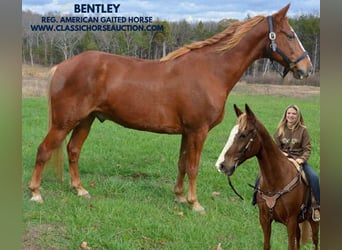 Tennessee Walking Horse, Castrone, 10 Anni, 152 cm, Sauro ciliegia