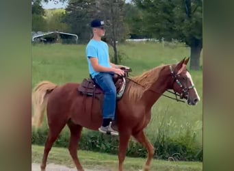 Tennessee Walking Horse, Castrone, 10 Anni, 152 cm, Sauro ciliegia