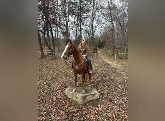 Tennessee Walking Horse, Castrone, 10 Anni, 152 cm, Sauro ciliegia
