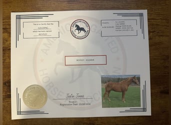 Tennessee Walking Horse, Castrone, 10 Anni, 152 cm, Sauro ciliegia