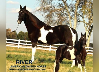Tennessee Walking Horse, Castrone, 10 Anni, 152 cm, Tobiano-tutti i colori