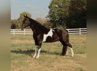 Tennessee Walking Horse, Castrone, 10 Anni, 152 cm, Tobiano-tutti i colori