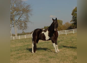 Tennessee Walking Horse, Castrone, 10 Anni, 152 cm, Tobiano-tutti i colori