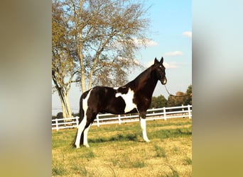 Tennessee Walking Horse, Castrone, 10 Anni, 152 cm, Tobiano-tutti i colori