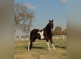 Tennessee Walking Horse, Castrone, 10 Anni, 152 cm, Tobiano-tutti i colori