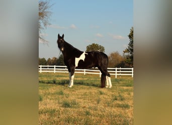 Tennessee Walking Horse, Castrone, 10 Anni, 152 cm, Tobiano-tutti i colori