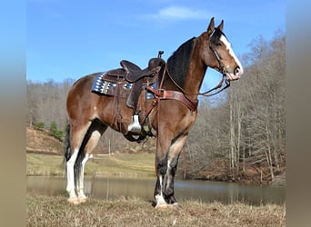 Tennessee Walking Horse, Castrone, 10 Anni, 155 cm, Baio roano