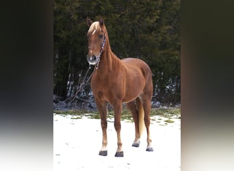 Tennessee Walking Horse, Castrone, 10 Anni, 155 cm, Sauro ciliegia