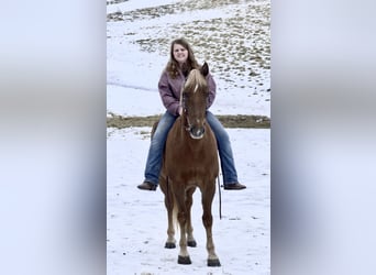 Tennessee Walking Horse, Castrone, 10 Anni, 155 cm, Sauro ciliegia