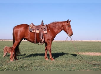 Tennessee Walking Horse, Castrone, 10 Anni, 160 cm