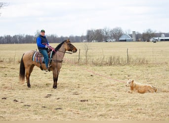 Tennessee Walking Horse, Castrone, 10 Anni, 163 cm, Pelle di daino