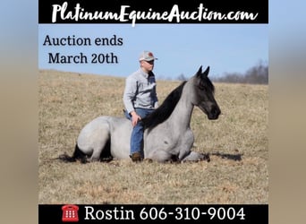Tennessee Walking Horse, Castrone, 10 Anni, 163 cm, Roano blu
